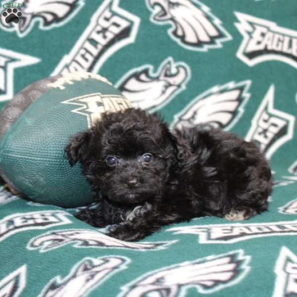 Orianna, Maltipoo Puppy